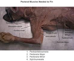 This is an online quiz called cat dissection muscles. Cat Muscles Cat Muscle Dissection Labeled Vet Medicine Feline Anatomy Cat Anatomy