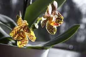It's a popular way to treat wrinkles, but is this poisonous material actually safe to use? Orchideen Wie Giftig Sind Sie Wirklich