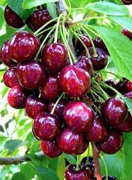 pin on fruits nuts vegetables