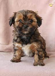 Shihtzu Yorkshireterrier Shorkie Charming Puppiesofpinterest Pinterestpuppies Lancasterpuppies Shorkie Puppies Shorkie Puppies For Sale Puppies For Sale