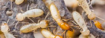 Certified pest control operators of florida trade show. A M Pest Termite Control Home Facebook