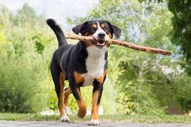 Bei letzten drei appenzeller sennenhund vereinsausstellungen hat er immer die bewertung bob bekommen, auf allen. Appenzeller Sennenhund Hundemagazin Info