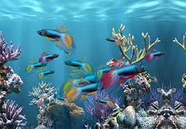 Le concept de cette application est d adapter des vidéos pour être un fond d écran animé d une façon fluide et en aucun cas encombrant. Fond D Ecran Poisson Qui Bouge Gratuit