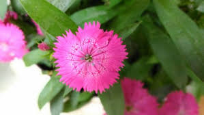 Una pianta ornamentale con dei fiori molto particolari alla quale sono stati attribuiti tanti. Fiori Rosa Quali Sono I Piu Belli E Come Prendersene Cura