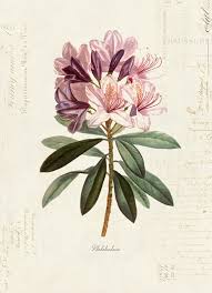 Pin By Soumya Sucharita On Botanical Drawings In 2020 Botanical Flowers Botanical Painting Botanical Drawings