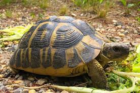 Image result for Hermannia eenii