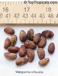 Image result for Vangueria