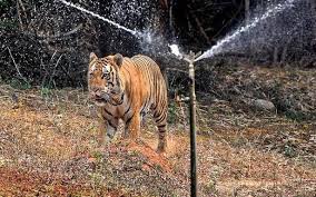 Check spelling or type a new query. Zoo Officials Take Special Steps To Keep Animals Cool This Summer Akaiaoi