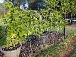 We did not find results for: Solved Tips For Growing Passionfruit Page 3 Bunnings Workshop Community