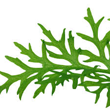 Image result for Ceratopteris