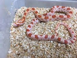 Albino Cornsnake Possible Het Scaleless Corn Snake Corn Snakes For Sale Snakes For Sale