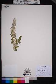 Image result for Leucas fulvipila