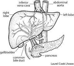 Liver pathophysiology and schematic diagram. Liver Diagram By Laurel Cook Lhowe The American Heritage Medical Dictionary Anatomy Drawing Medical Drawings Anatomy Art