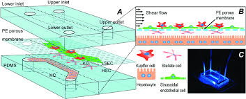 Leading out of the liver. Schematic Of The In Vitro 3d Liver Sinusoid Liver Chip A Microfluidic Download Scientific Diagram
