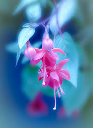Risultati immagini per Naturaleza perfecta. Fuchsia.