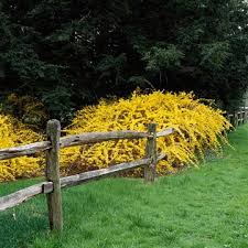 Beatrix Farrand Forsythia Hard To Miss The Brilliant Yellow Of A Forsythia Bush This Variety Has Weeping Branches Flowering Shrubs Shrubs Garden Shrubs