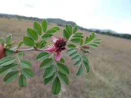 Image result for Indigofera melanadenia