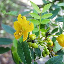 Image result for Senna petersiana