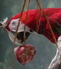 We did not find results for: Should You Add Fruits And Vegetables To Your Pet Bird S Diet Pethelpful