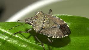 In hot conditions with no water, dehydration can set in within an hour. Stink Bugs Sighted In South Carolina But Don T Squish The Insects