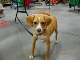 Pet adoption centers in charlotte on yp.com. Adopt Ginger On Petfinder Animal Rescue Center Terrier Dogs Doggy