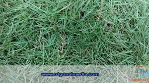 Kumpulan gambar tentang padang rumput hijau, klik untuk melihat koleksi gambar lain di kibrispdr.org. Foto Rumput Hijau Segar Trigonal Media