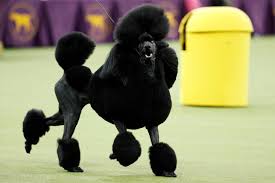 It is approximately the same length as the height at the withers. Siba Westminster Dog Show 2020 Winner Shares Her Grooming And Diet Secrets Gq