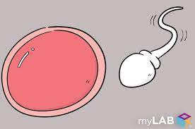 How Can I Check If My Sperm Is Fertile? | Fast & Easy Std Home Test | Mylab  Box™