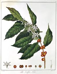 Image result for Coffea sp. A