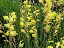 Image result for Gladiolus dalenii
