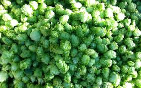 Hop Substitutions American Homebrewers Association