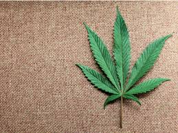 Marijuana connections is your source for colorado marijuana dispensaries, strains, news and reviews. Colorado Ski County Closes Shops But Allows Booze Pot Stores Open