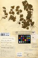 Image result for Ardisiandra sibthorpioides