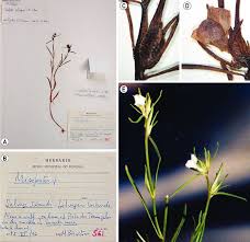 Image result for Misopates