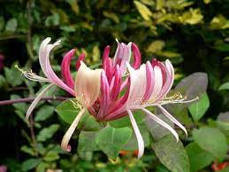 It might take you a • research your hardiness zone and plant accordingly. Hummingbird Flower Planting Zones Hummingbird Plants By Zone