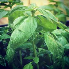Cut the basil leaves from the larger stems and rinse them well. How To Prune Propagate Basil Never Enough Thyme