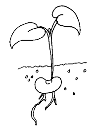 Some of the colouring page names are the tiny seed coloring coloring, strawberry template little mouse red ripe strawberry and big hungry bear, mark 430 32 illustration mustard seed saint marys. Click Here For Seed To Plant Coloring Page Coloring Pages Coloring Pictures Online Coloring Pages
