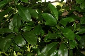 Image result for Craterispermum