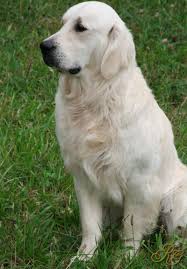 We did not find results for: British Golden Retriever Golden Retriever Dogs Golden Retriever Retriever