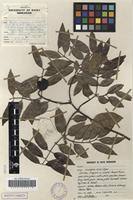 Image result for Landolphia kirkii