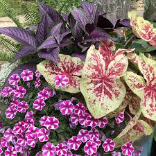Image result for Strobilanthes