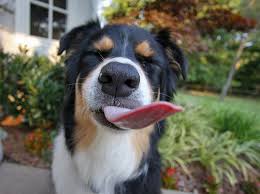 Photos, address, phone number, opening hours, and visitor feedback and photos on yandex.maps. 5 Ways To Tell Your Dogs You Love Them In Their Own Language Ask A Vet What Kind Of Dog What Dogs