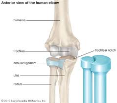 Humerus Bone Anatomy Joints Anatomy Upper Limb Anatomy