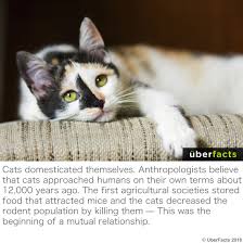 Uberfacts Uberfacts Instagram Photos And Videos Animal Facts Funny Animals Cute Animals