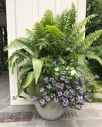 All Of This Rain Has Been Good For Some Things Floralis Gardendesign Containerplanting Macho Garden Containers Garden Yard Ideas Plants For Hanging Baskets