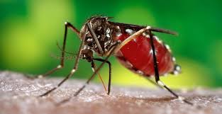 Sebaik sahaja anda dijangkiti dengan salah satu daripada virus denggi, anda akan mengembangkan doktor, adakah saya mengalami gejala demam denggi (dengue fever) dan cara mecegahnya? Cara Mencegah Demam Berdarah Tokopedia Blog