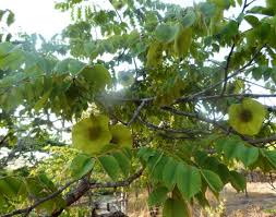 Image result for Schrebera trichoclada