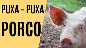 Puxada Do Porco Jogo Do Bicho Youtube