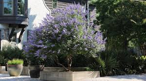 Image result for Vitex