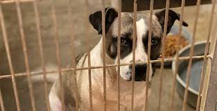 Paws new england we save lives, one dog at a time. Toronto Dog Rescue Sees Decline In Foster Applications As Pandemic Restrictions Relax News
